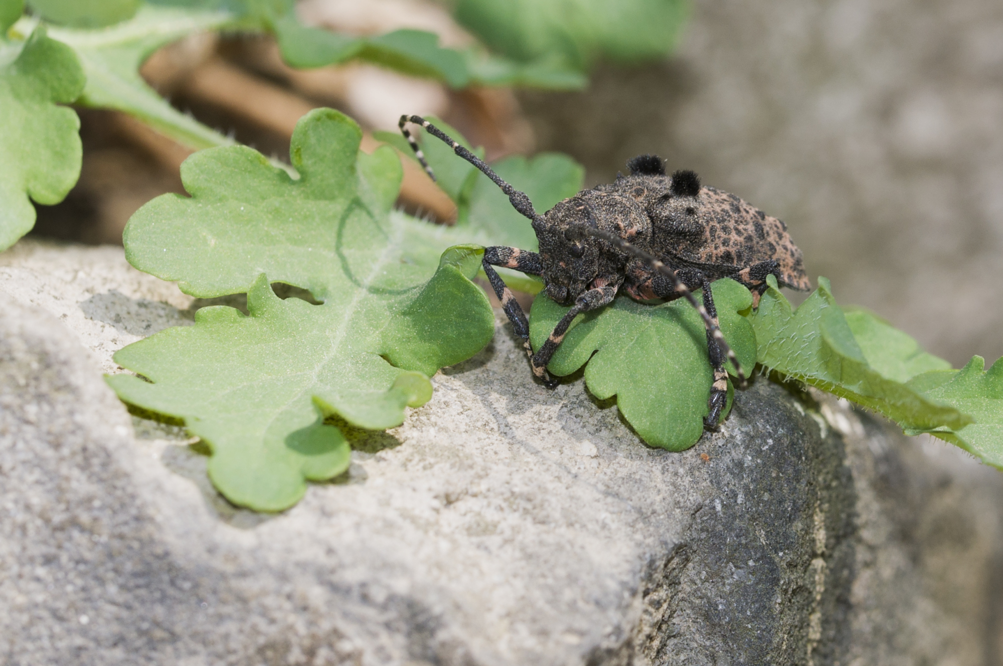 蝈蝈,天牛,花金龟