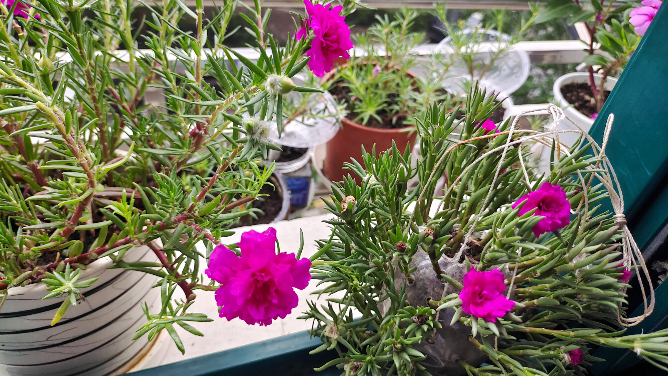 6月份做了个太阳花的花球, 花球用小矿泉水瓶做的, 比较小,现在问题来