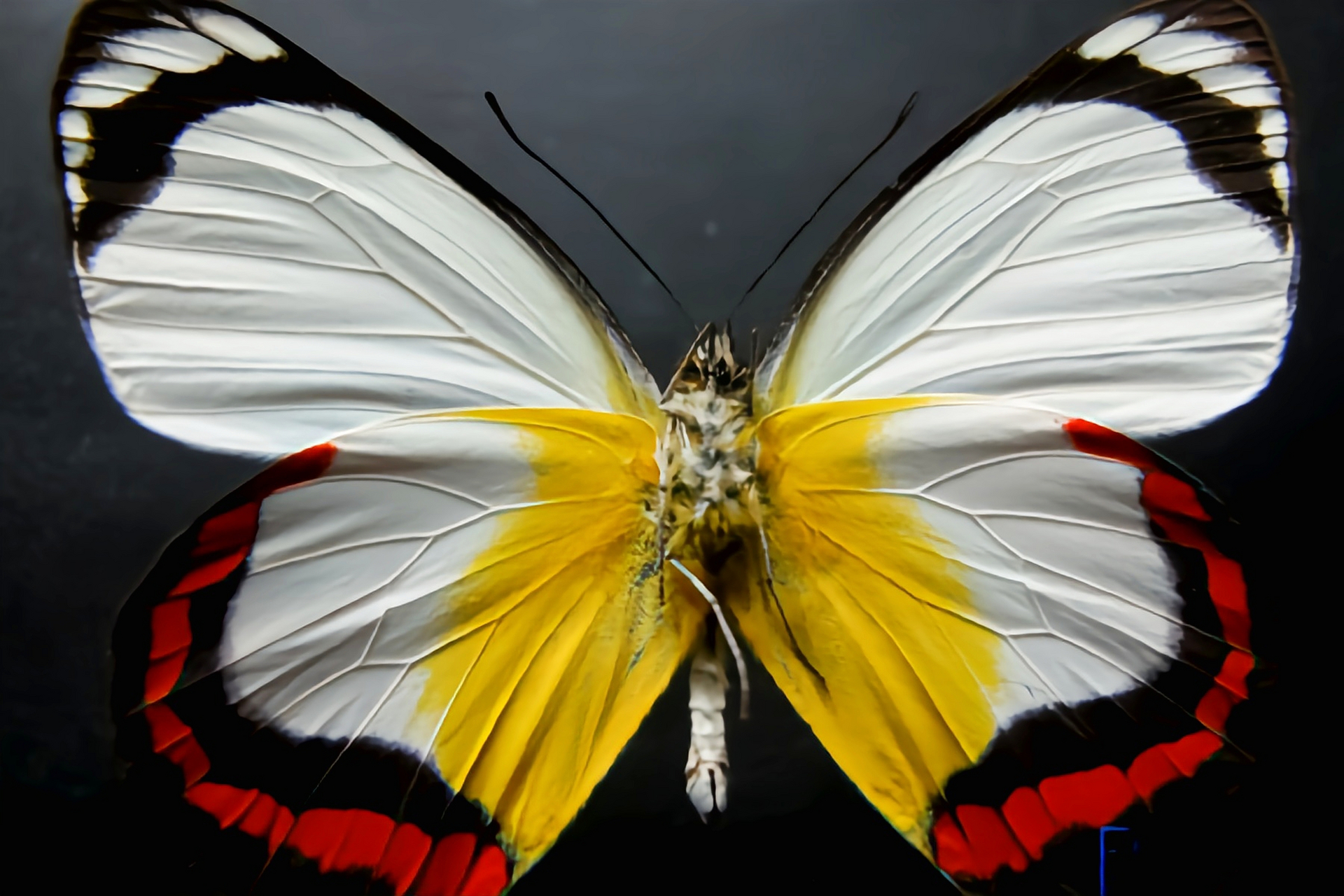 每天认识一种昆虫——红带粉蝶 红带粉蝶别名红带斑粉蝶,翅展5-7厘米