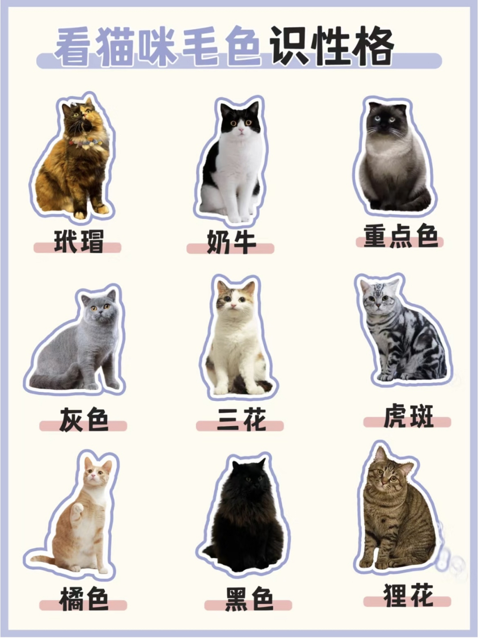 冷知识|猫猫毛色识性格[小红花]