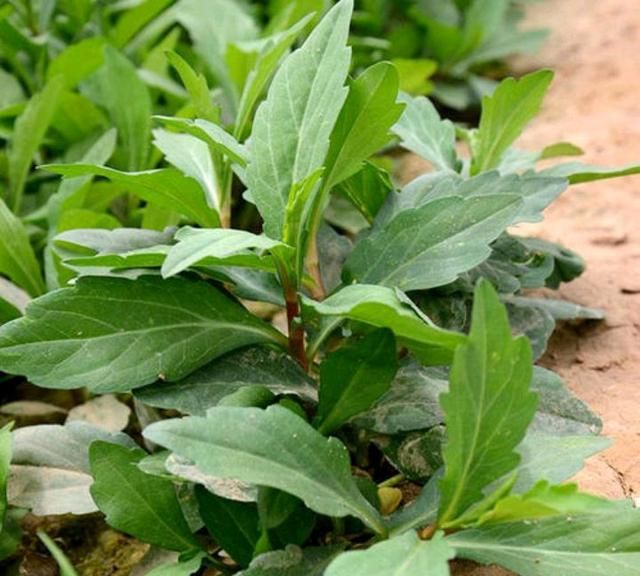 10种野菜名称来由拾趣