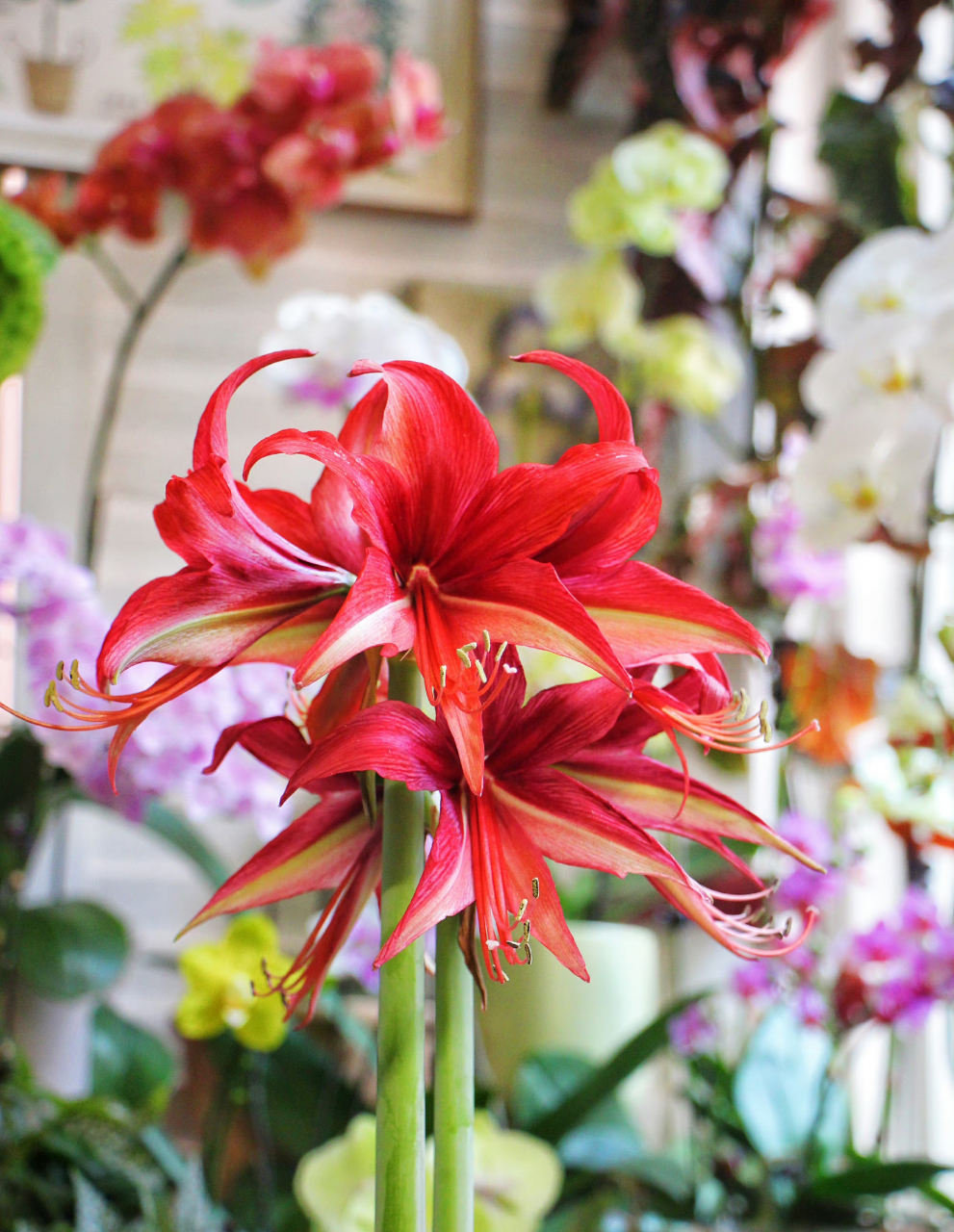 朱顶红 拉巴斯 依然是细瓣长蕊的典型代表.