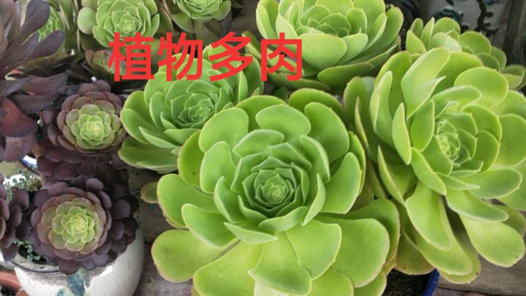 养这么多深受人们喜爱理想盆栽的植物,多肉,有什么作用呢?