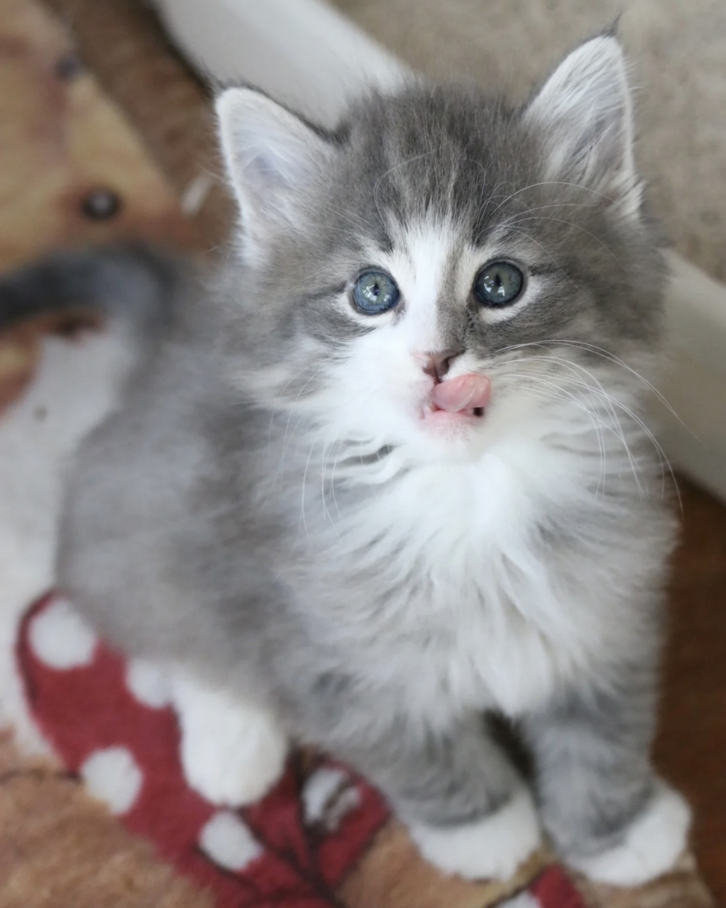 蓝虎斑加白挪威森林猫.