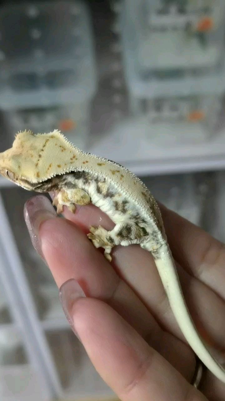 睫角守宫奶油莉莉白苗子4克