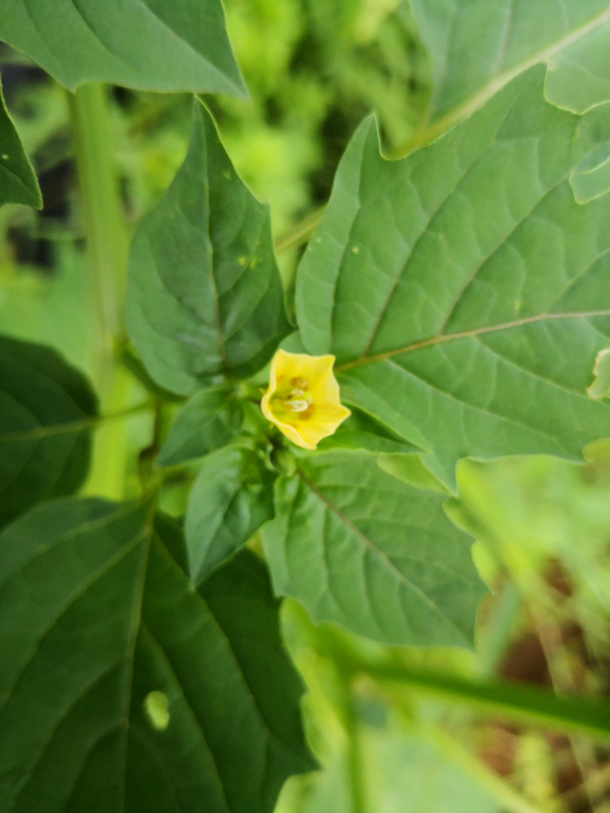 苦蘵(zhi:挂着灯笼的草本植物