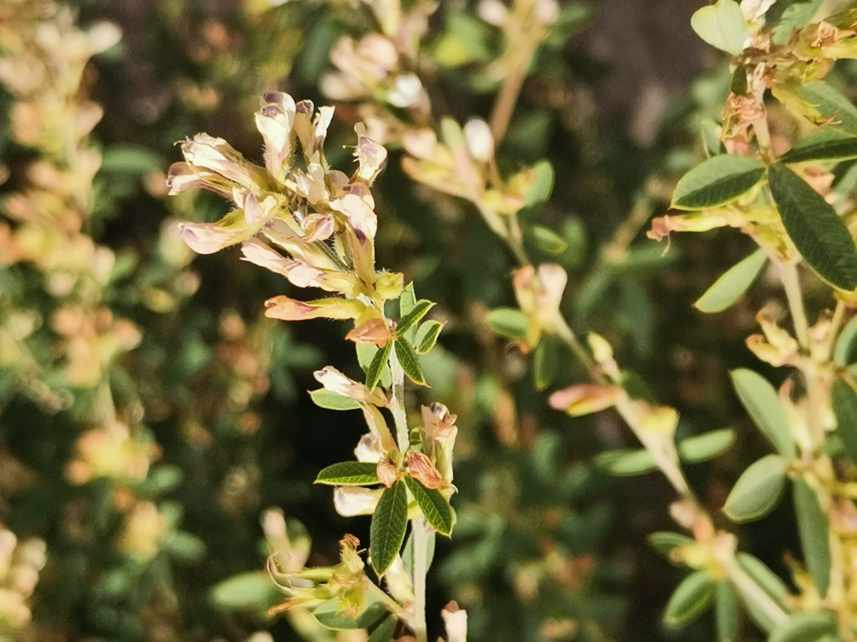 家花没有野花香.这是实话!