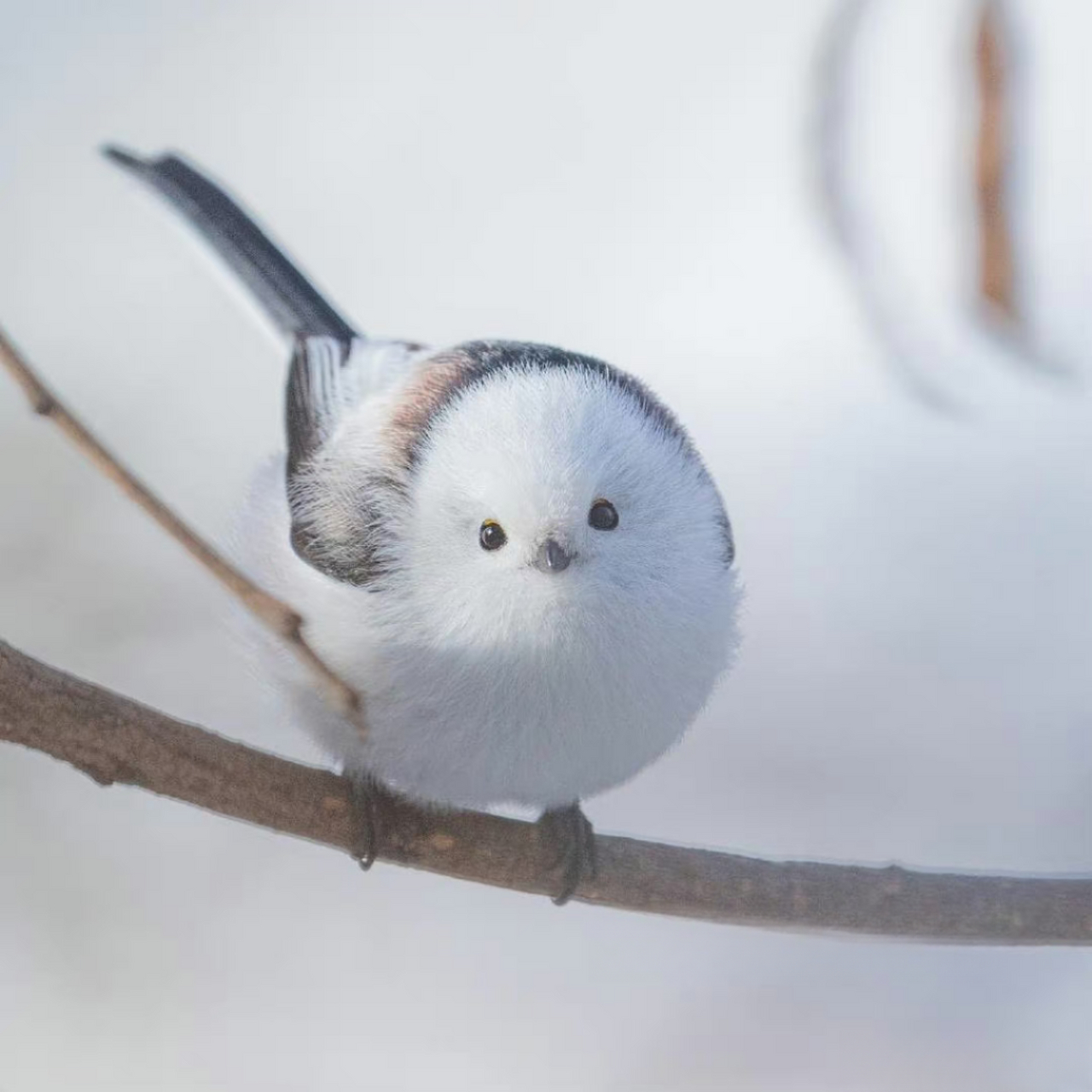 这小鸟越看越像汤圆,毛茸茸一个白团子,太可爱啦