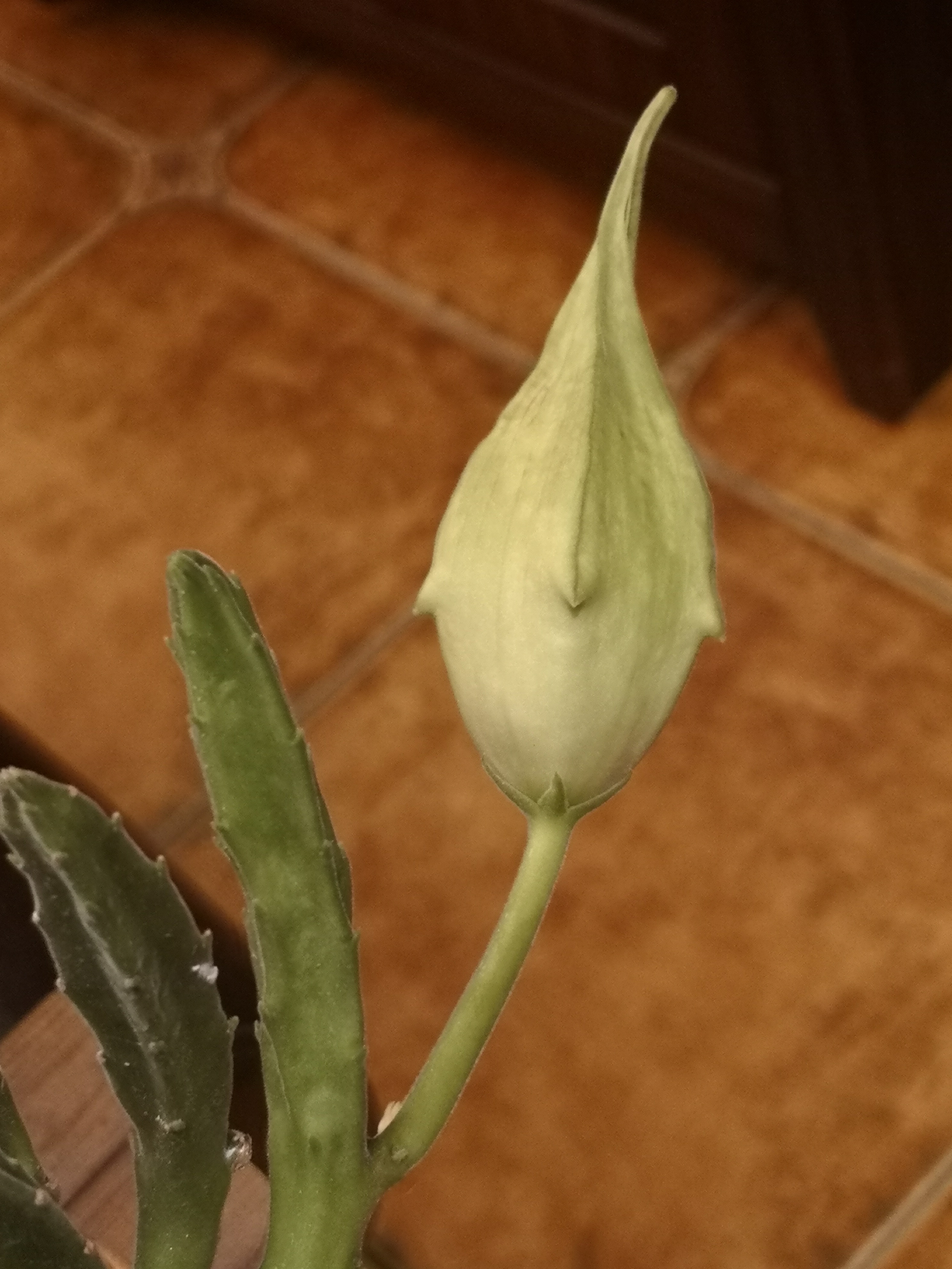 多肉大花犀角开花了,你一定没见过,快来看看吧