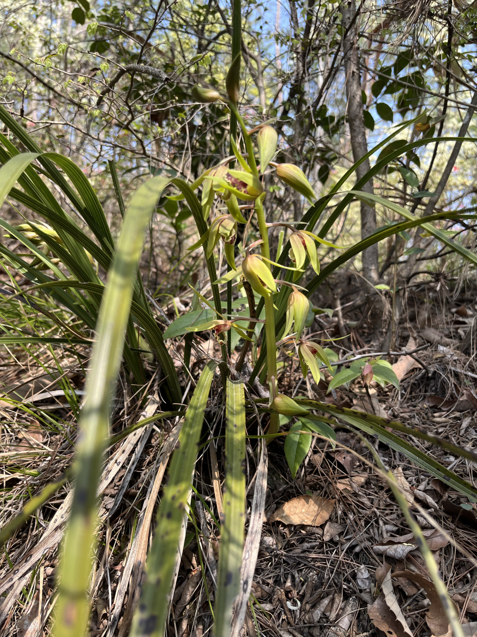 大别山上,香气扑鼻的兰花,芬芳迷人