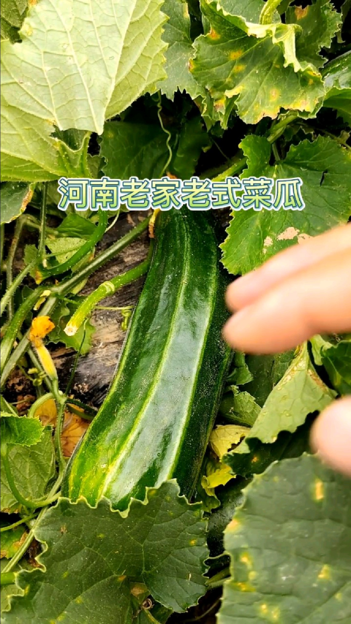 这种瓜有认识的吗