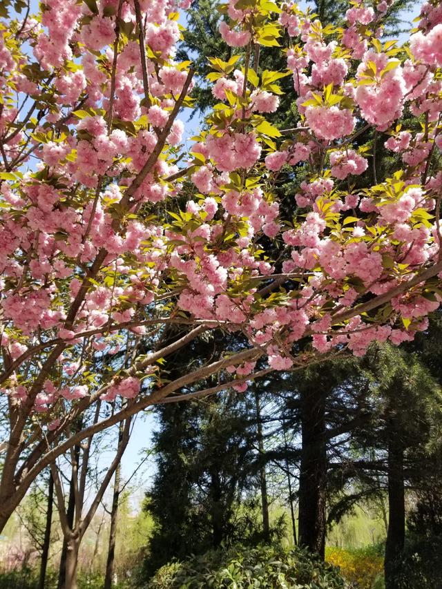 樱花