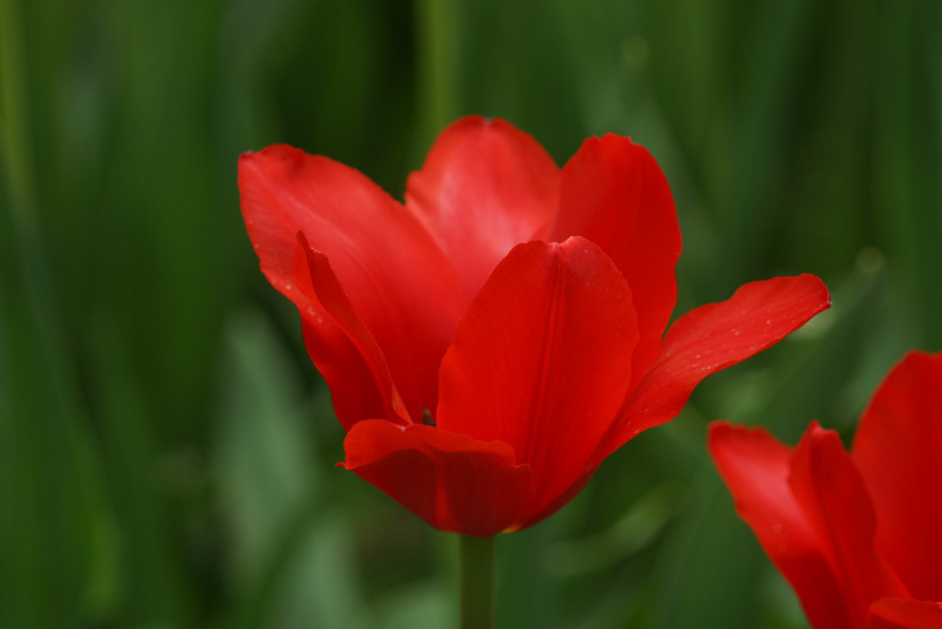 九月动态激励计划# 郁金香——红衣主教  红衣主教,花单瓣,杯状,以