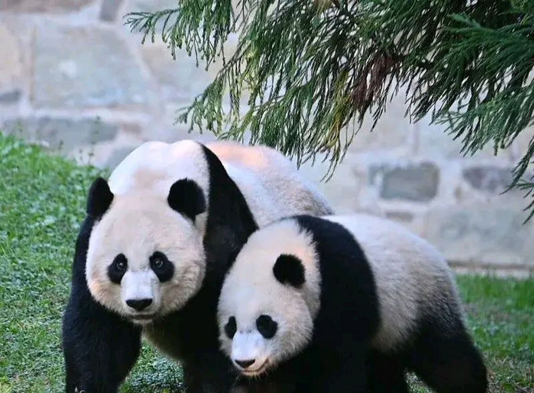 大熊猫美香一家终于要回家了!