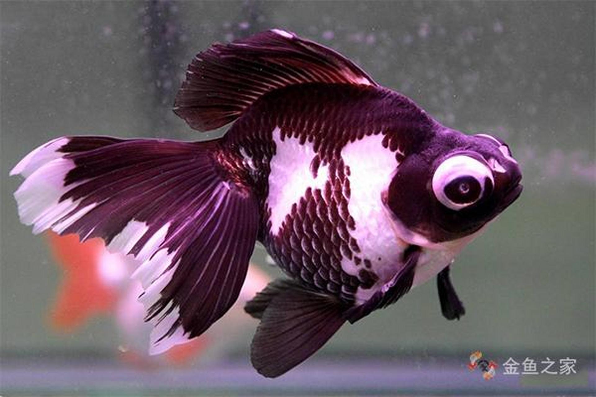 94熊猫金鱼:熊猫金鱼是一种色彩搭配酷似国宝熊猫的金鱼.