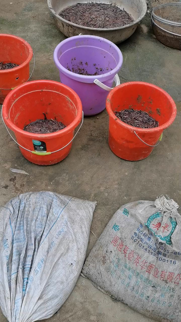 农村蚯蚓加工现场.你们那里有蚯蚓资源吗