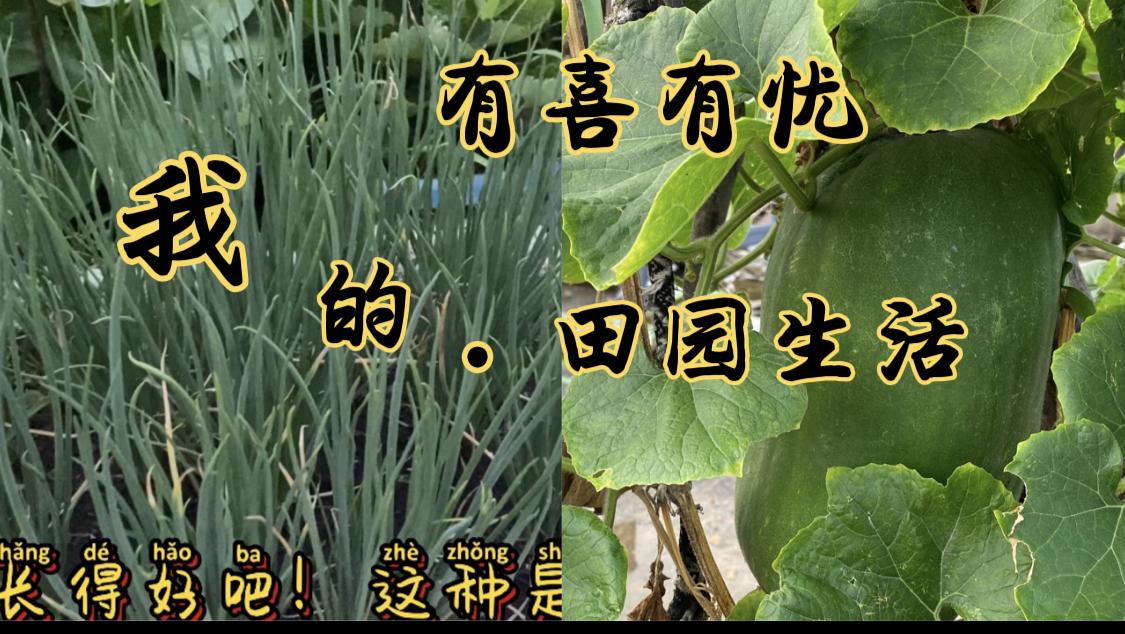 楼顶菜园里各种蔬菜的状况,喜忧参半