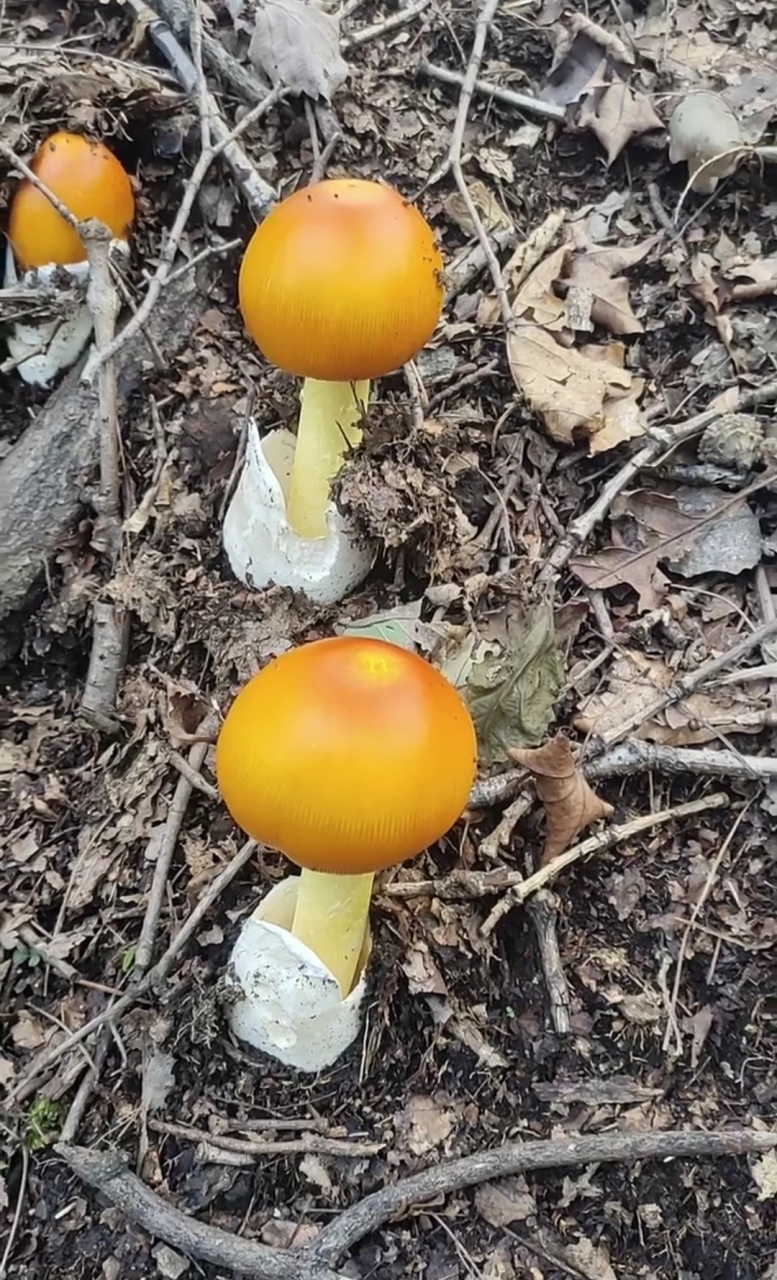 发现这样的蘑菇,真的好像鸡蛋,下面像蛋清,上面像蛋黄,这样的蘑菇能吃