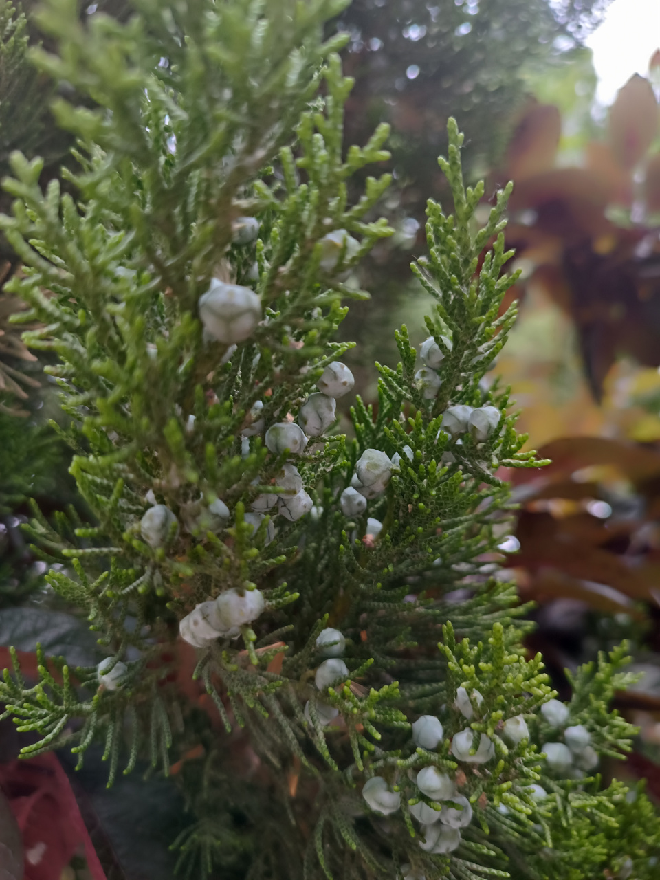 大家都摘过这种柏树上长的小疙瘩吧?