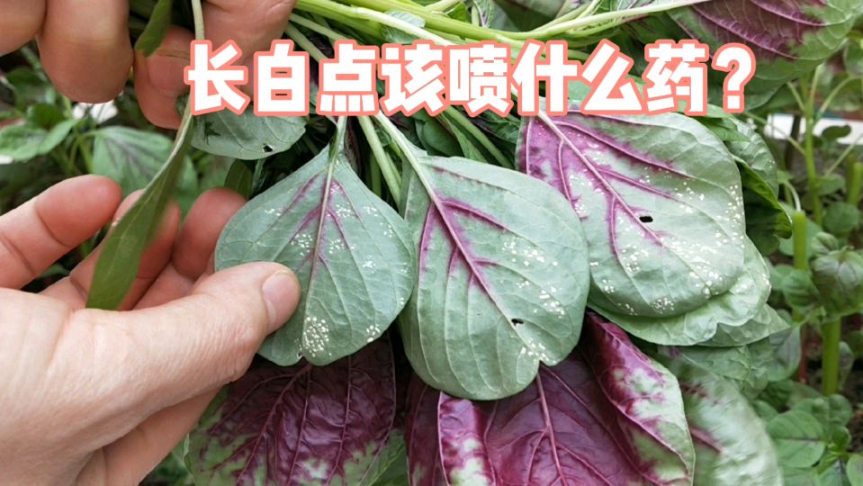 苋菜叶长白点还能吃吗?还有,该喷什么药呢?