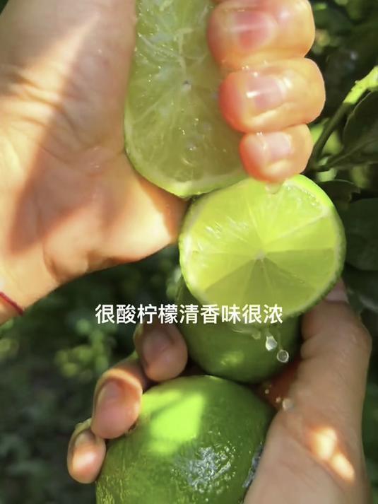 塔希提无籽青柠檬,果粒紧实果肉嫩,无籽多汁味道鲜