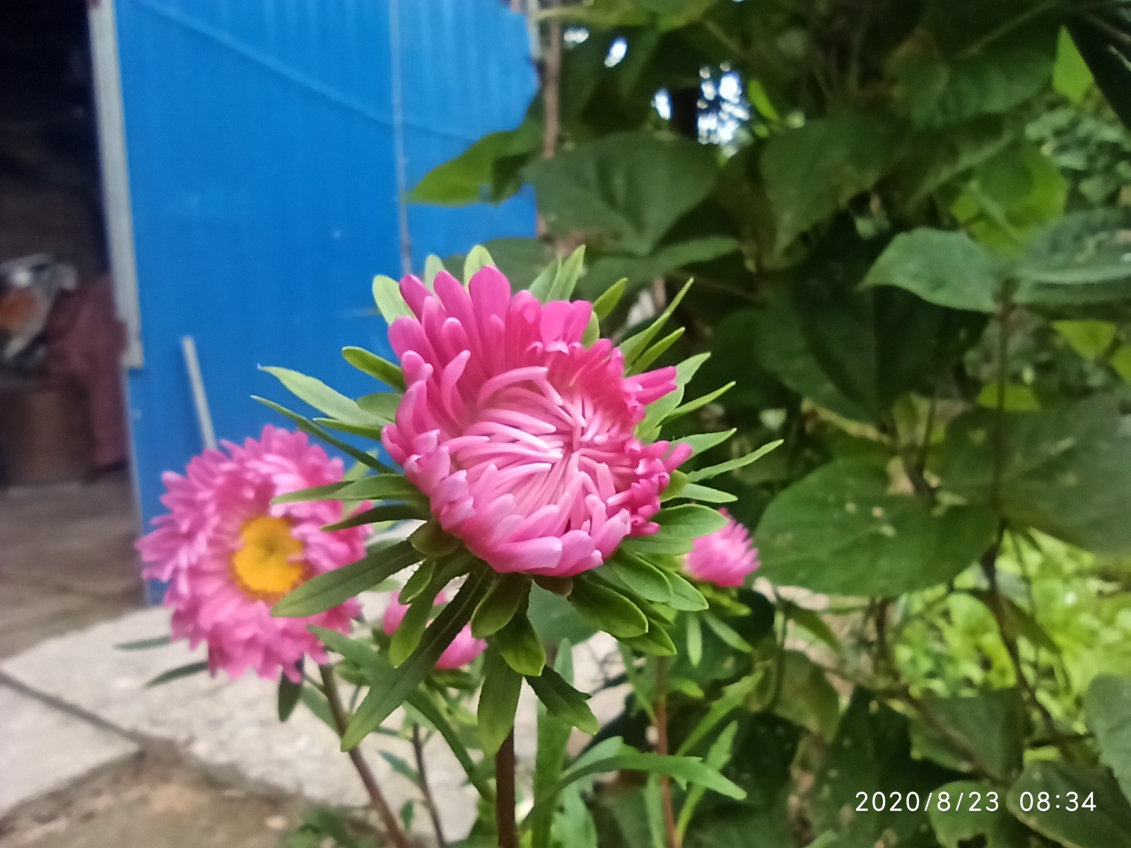 家里的江西腊又开花了