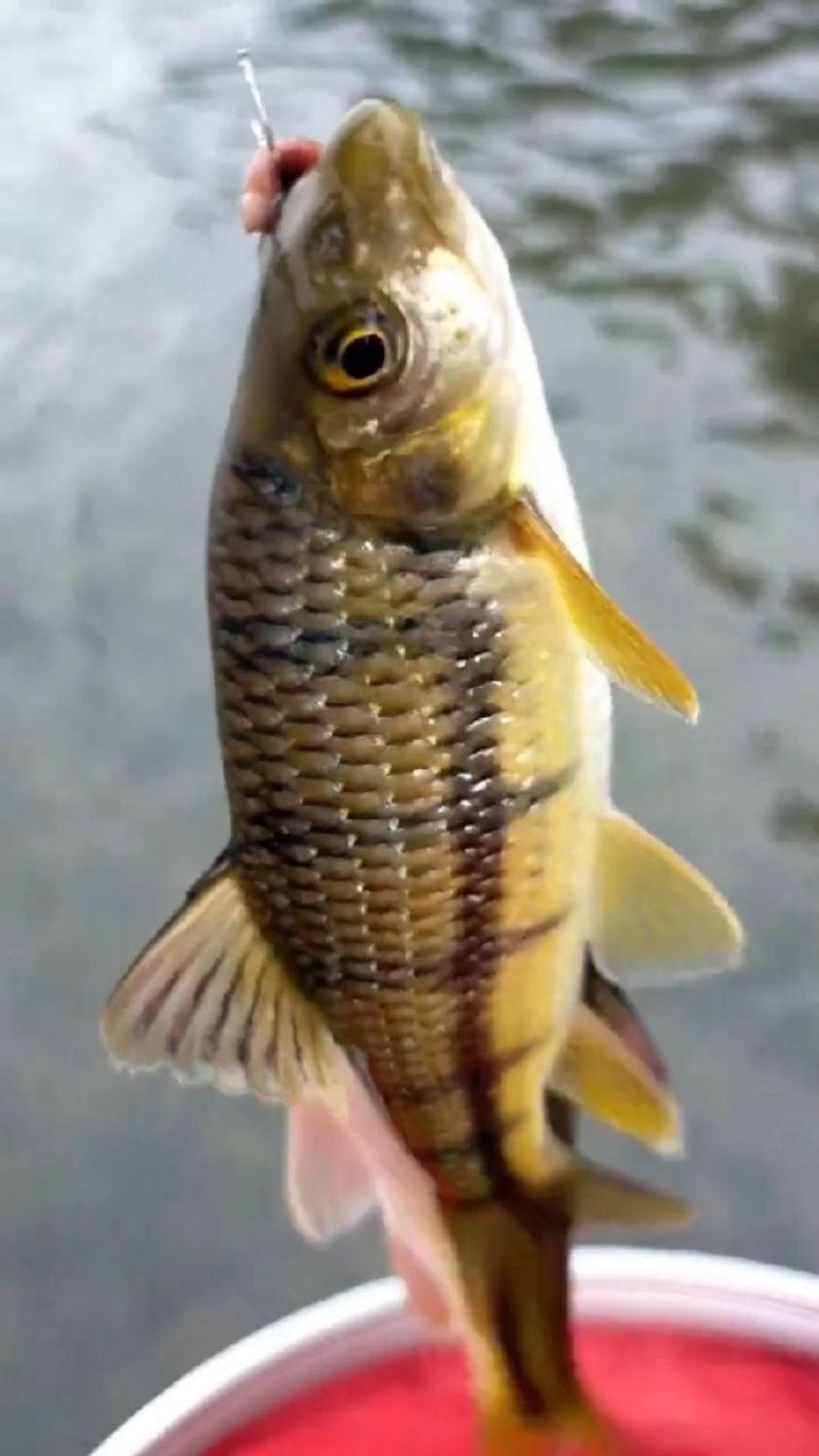 清澈见底的水里全是大溪石斑鱼,钓的鱼个头也太大了!