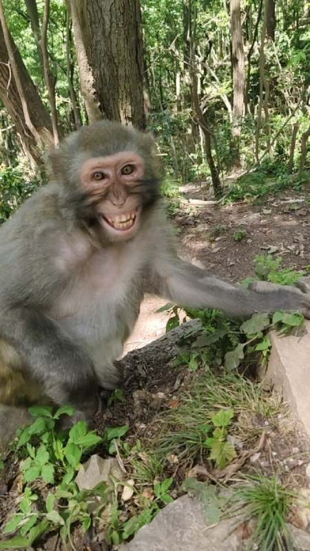 这猴子对我笑了,还有点不好意思