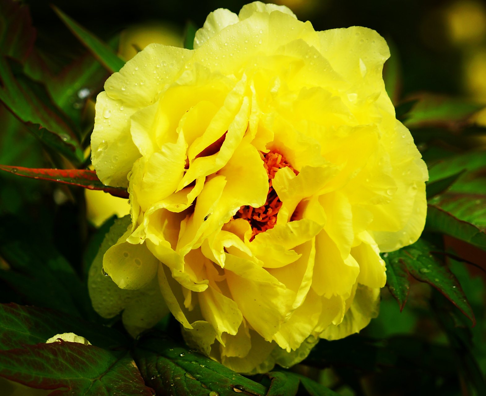 九月动态激励计划# 牡丹——姚黄  姚黄是一种牡丹花品种,花朵开放