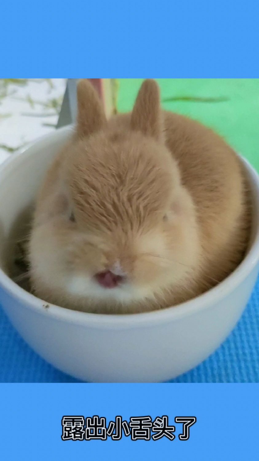 露出小红舌头,太萌了!-度小视