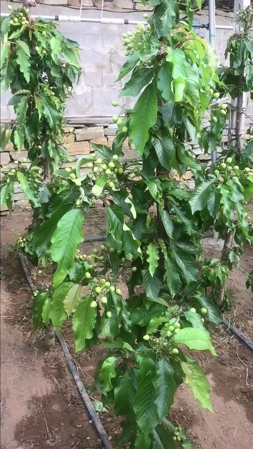 矮化密植一根棍俄八樱桃树产量高