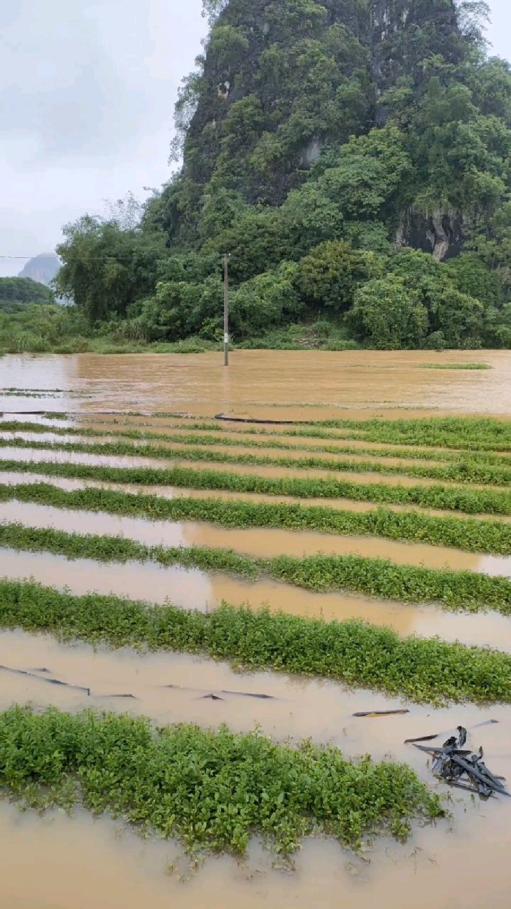 大雨过后,洪水来袭,庄稼被淹