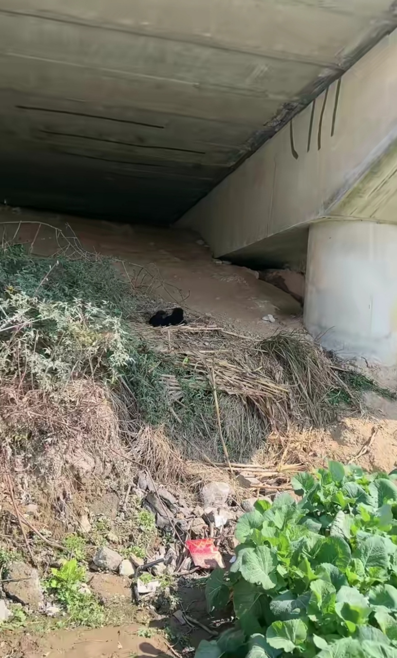 大桥下看到几只这样的黑小狗狗,这是什么狗?