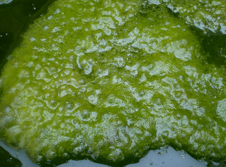 水绵是什么生物?