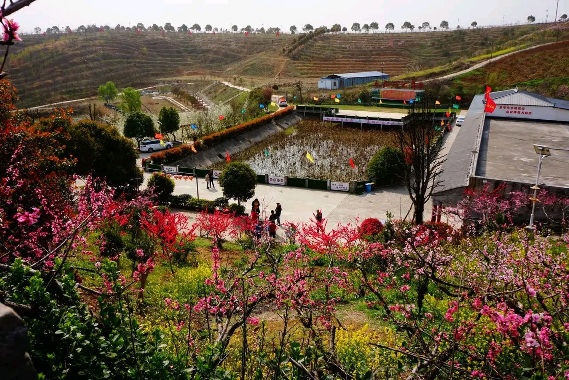 襄阳襄州区黄龙镇丁湾村迎来冬桃盛花期.