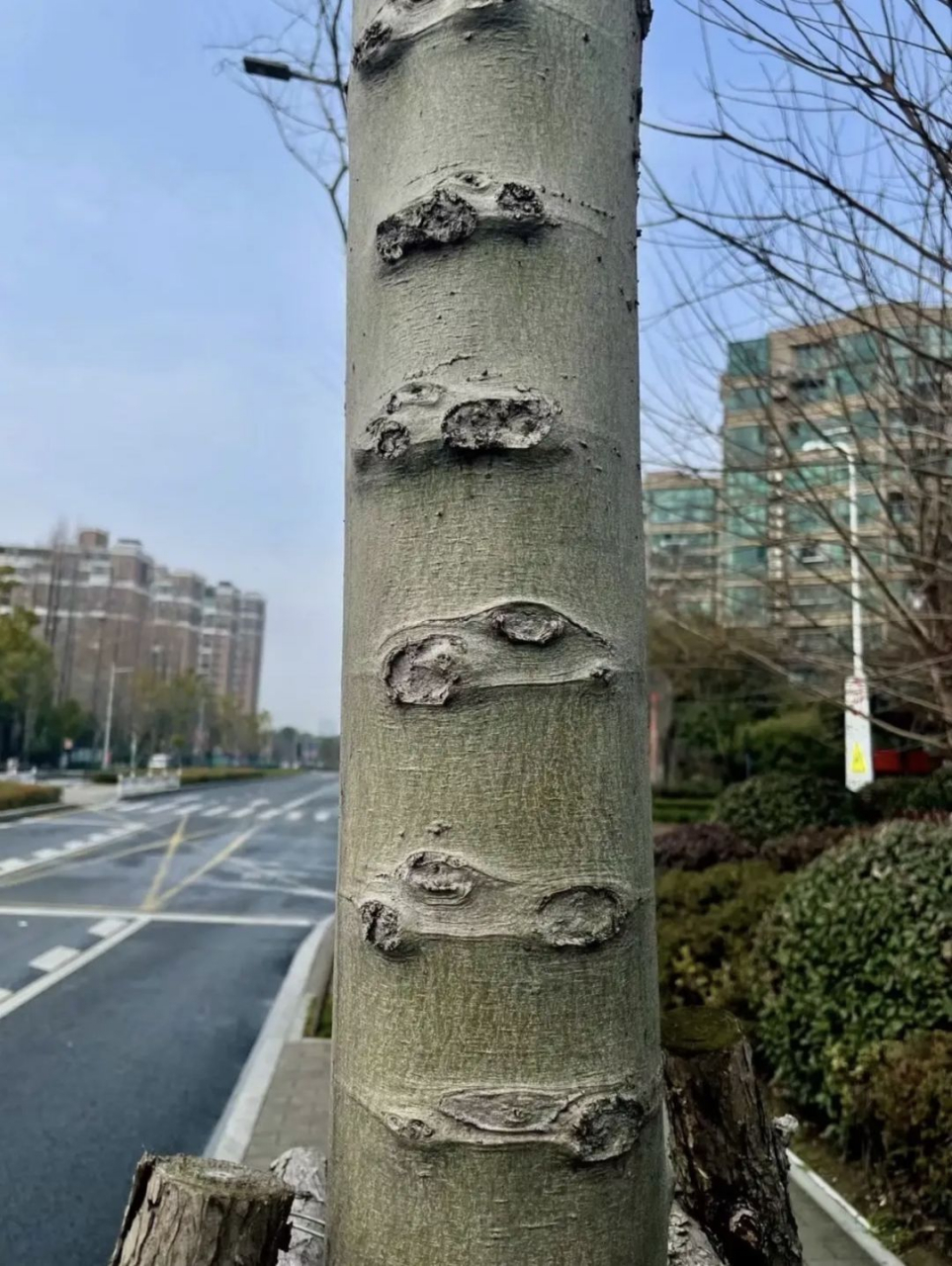 为什么这棵树满脑子都是车#搞笑家庭欢乐多