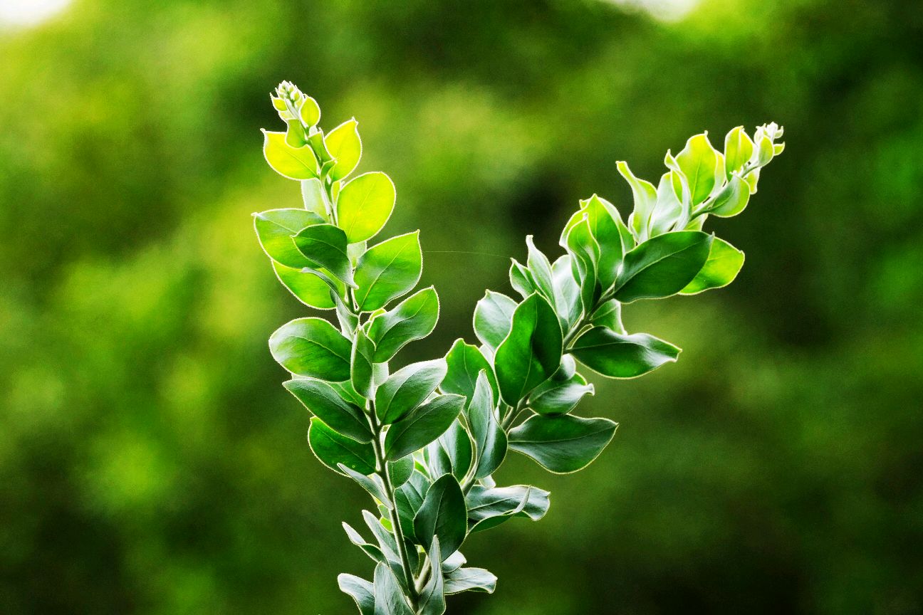 枝枝叶叶胜过二月花