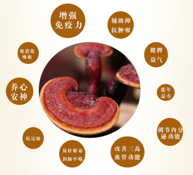 灵芝孢子粉作用与禁忌是什么