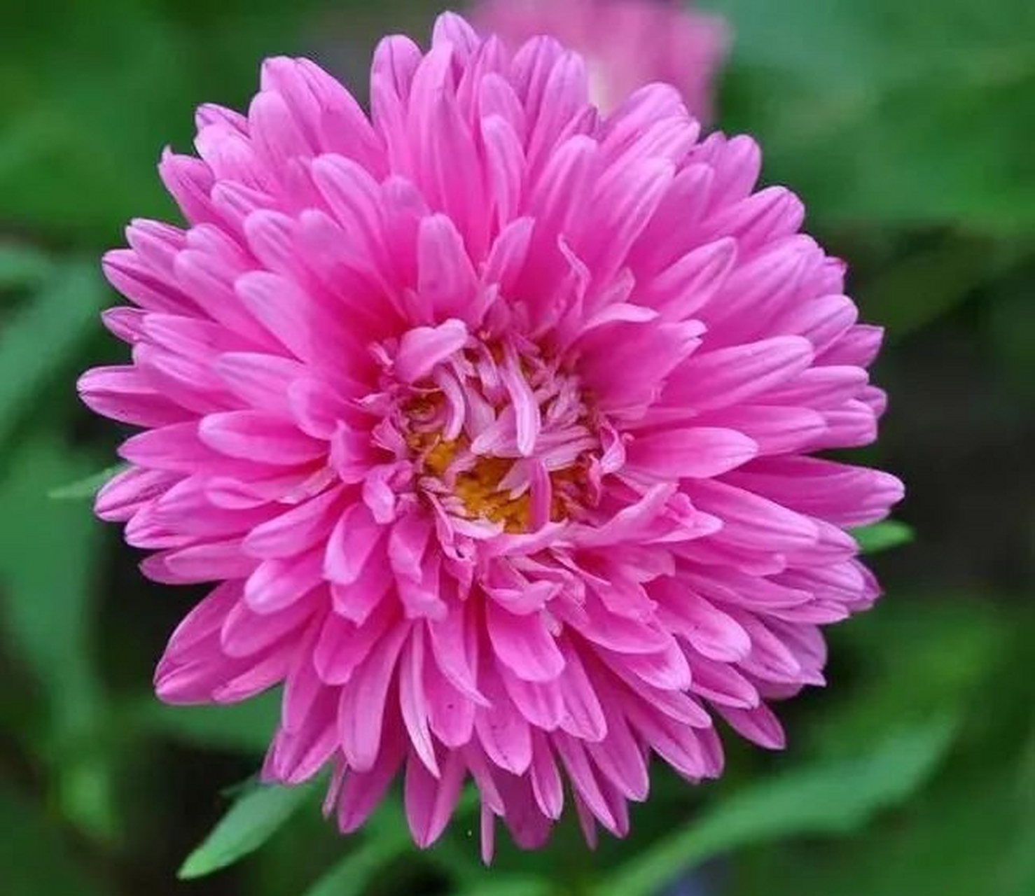 为什么越来越多年轻人不北漂了# 翠菊花 又名七月菊,江西腊.