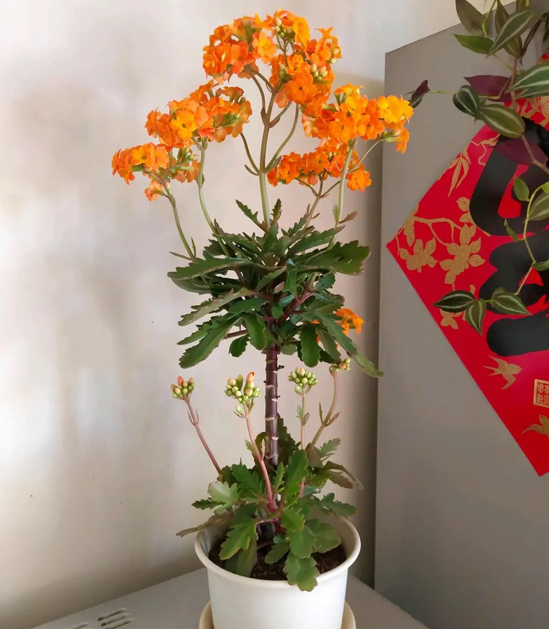 长寿花索尔丹娜,这造型真漂亮