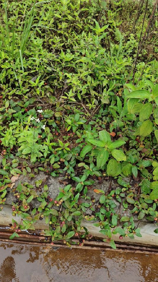 回家路上,突然发现小时候的零食地稔子