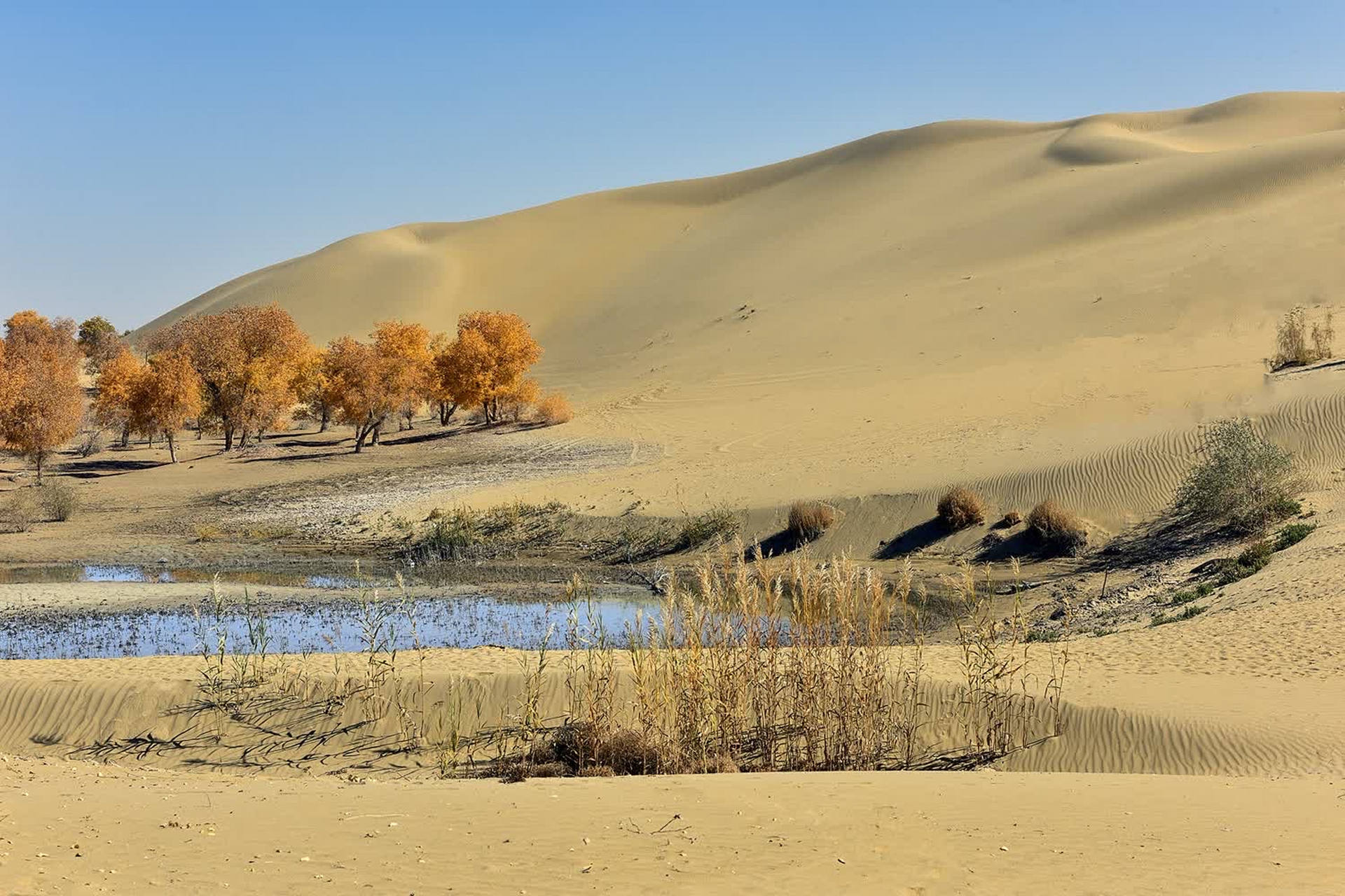 沙漠中的这棵孤独的胡杨,是大自然的奇迹,也是生命的守望者.