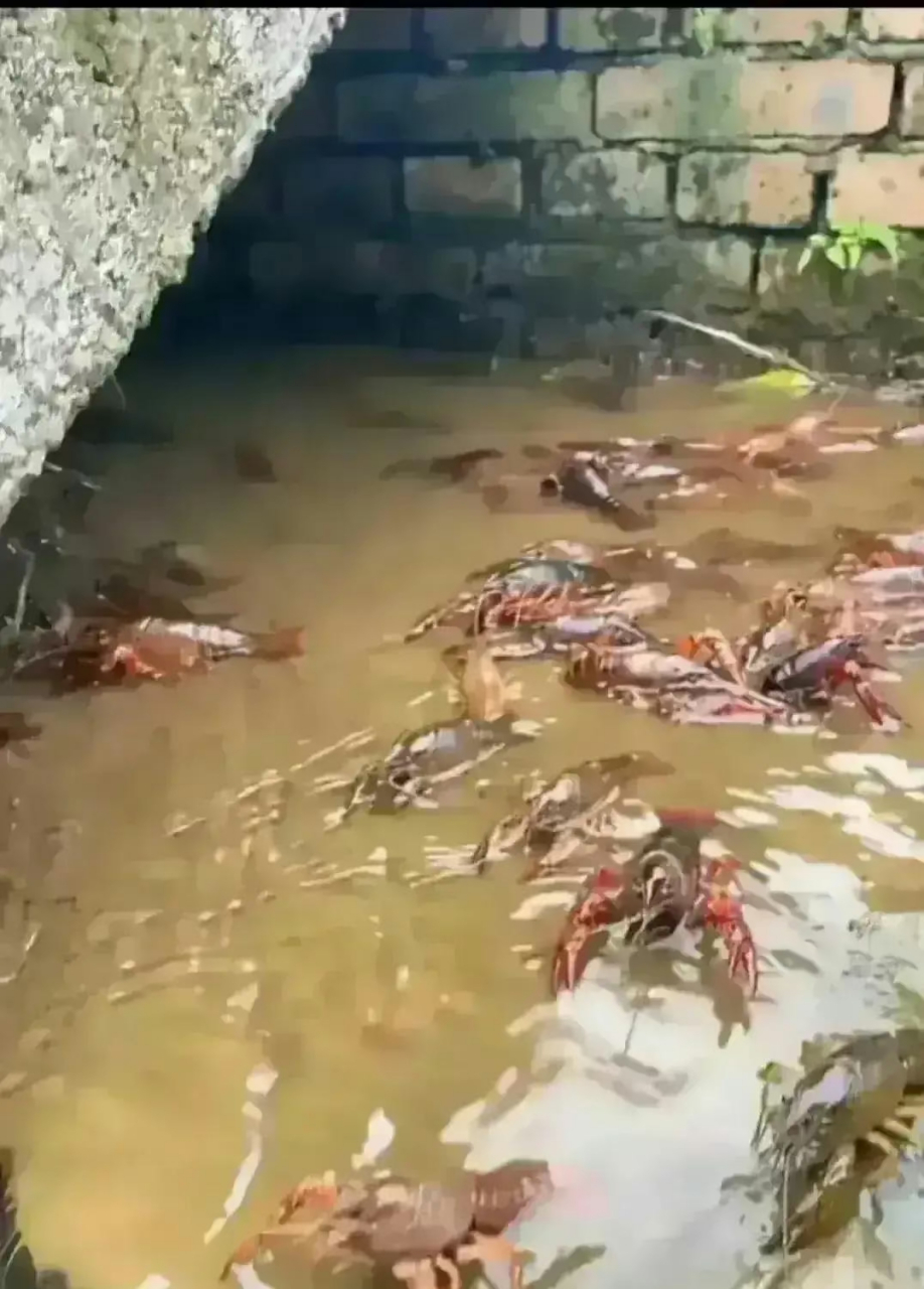 小龙虾生长环境这么脏,不会有人喜欢吃吧? #搞笑