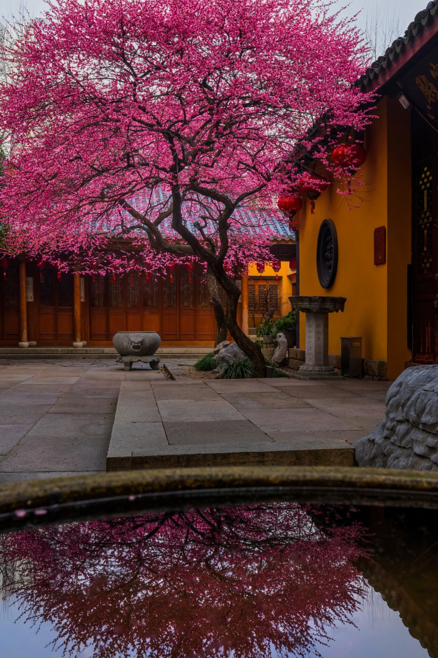 湖州铁佛寺,这树花开得好妖艳