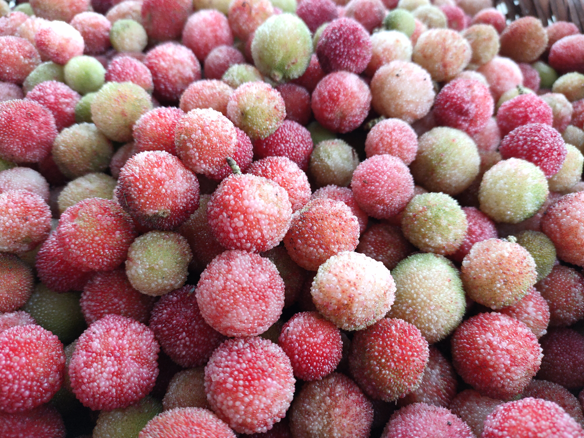 摆水果地摊,时令水果杨梅必不可少!