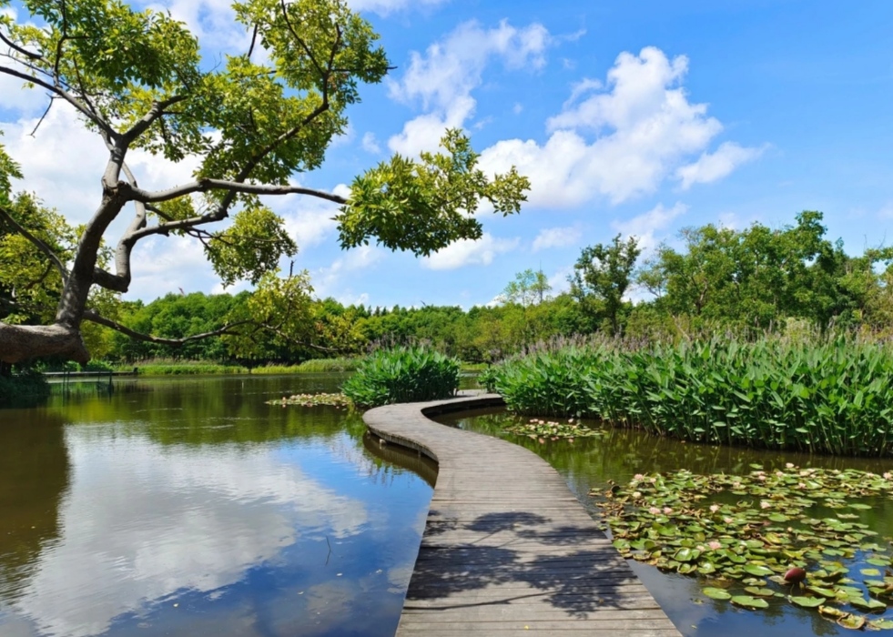 长兴岛横沙岛湿地图片