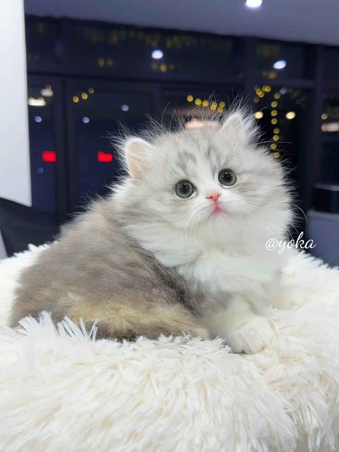 精品银三花米努特矮脚妹妹