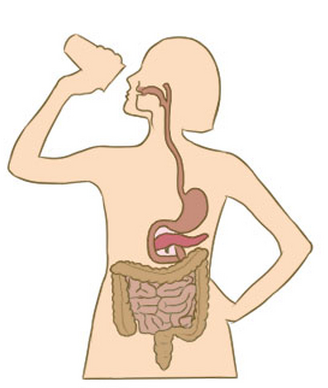 脾为后天之本,消化系统太重要了,如果消化系统功能弱,吸收不好,可以