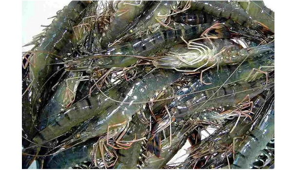 草虾和基围虾区别