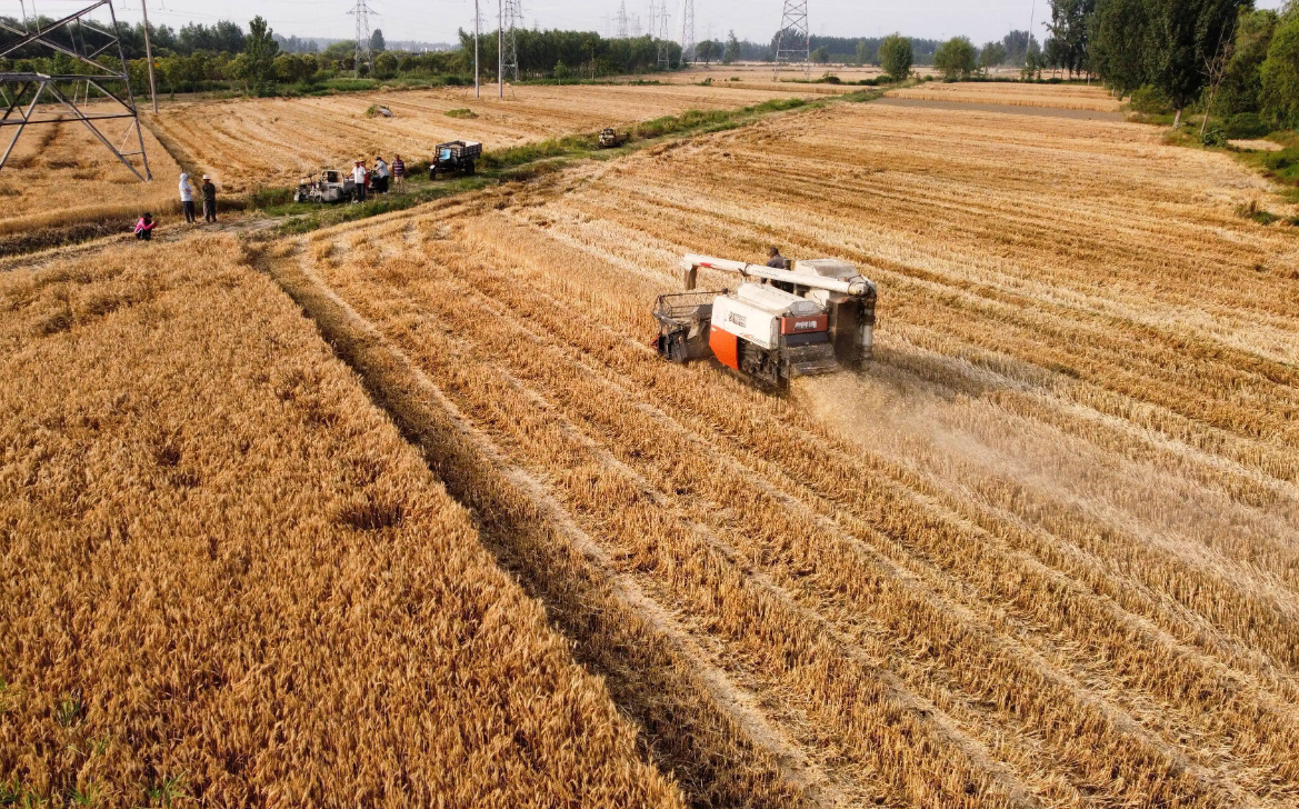 经济学史:印度土地改革对其农村经济发展有什么影响?